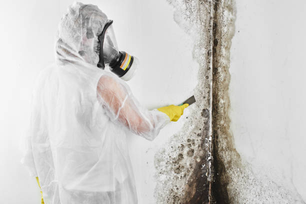 Best Black Mold Remediation in Villanova, PA