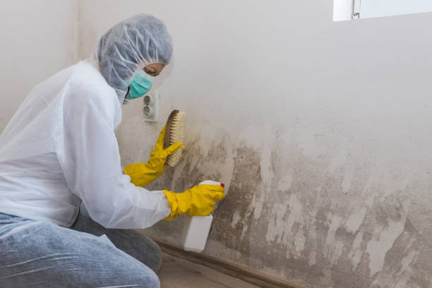 Best Emergency Mold Remediation in Villanova, PA