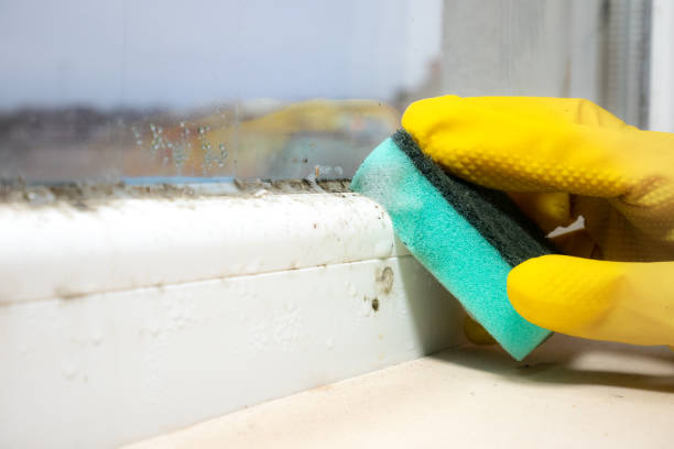 Best Commercial Mold Remediation in Villanova, PA