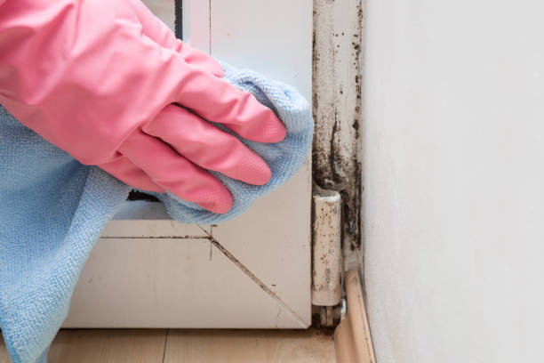 Best Attic Mold Remediation in Villanova, PA